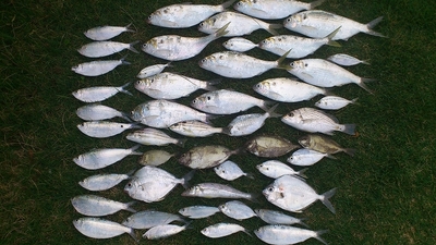 熱田漁港で釣れた魚 アシチン・チヌ・キス1