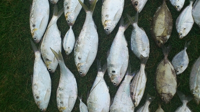 熱田漁港で釣れた魚 アシチン・チヌ・キス2