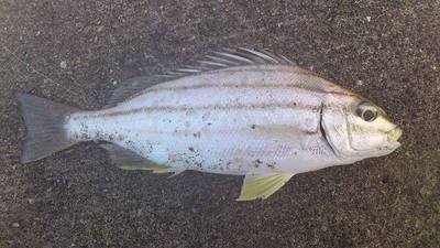 泡瀬漁港で釣れた魚1
