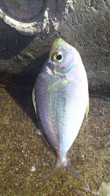 泡瀬漁港で釣れた魚9