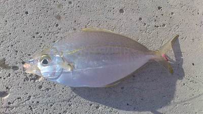 泡瀬漁港で釣れた魚2