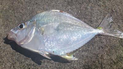 泡瀬漁港で釣れた魚3
