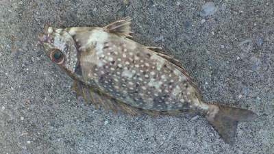 泡瀬漁港で釣れた魚5