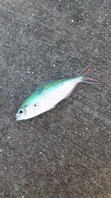 泡瀬漁港で釣れた魚7pg