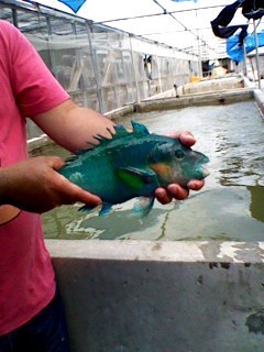 40センチのお魚